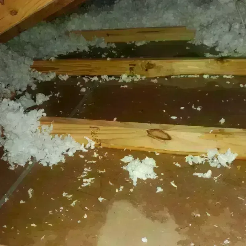 Attic Water Damage in Davie, FL